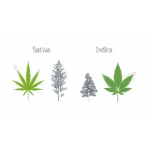 Indicas vs. Sativas